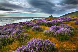 Lupines on the Lost Coast-7111